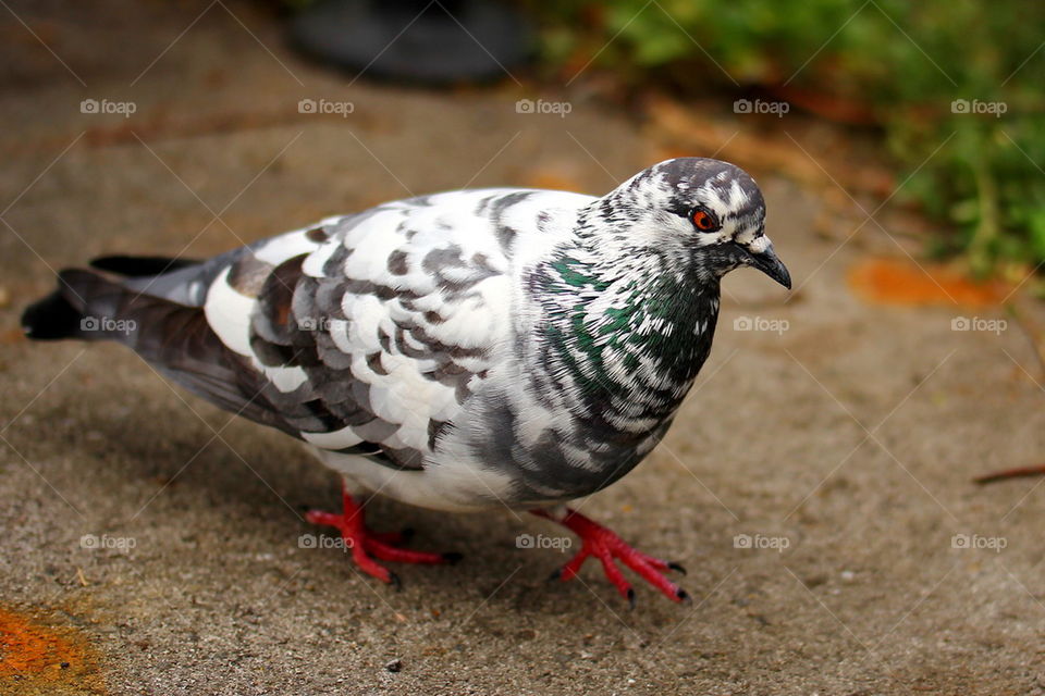 Pigeon