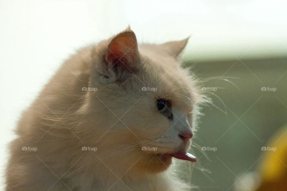 Cat poking tongue out