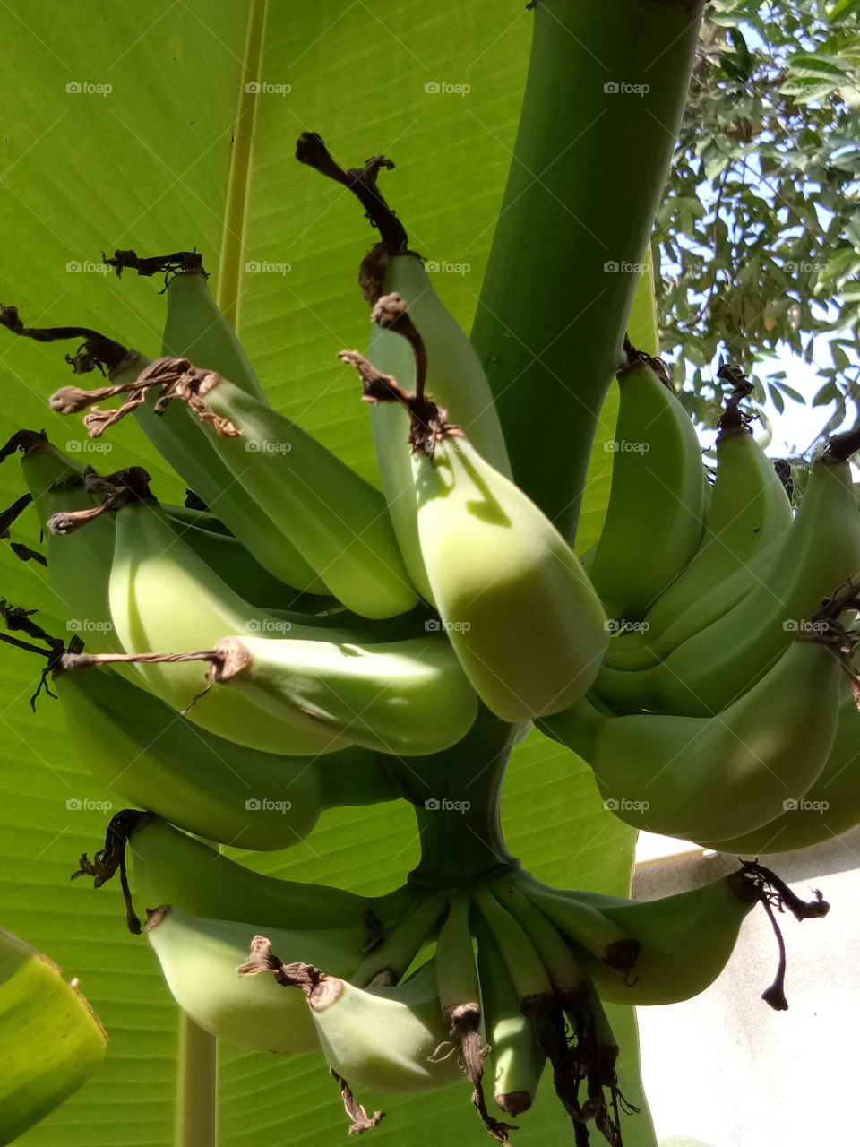 banana : thaifruit : thaibanana : green