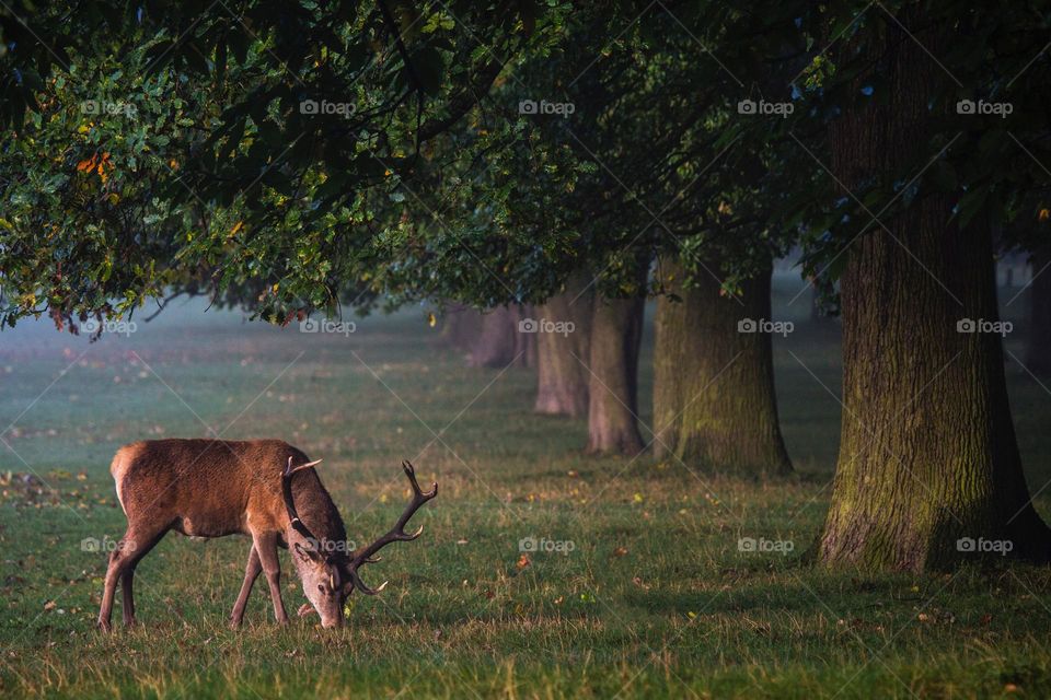 Beautiful brown colour deer