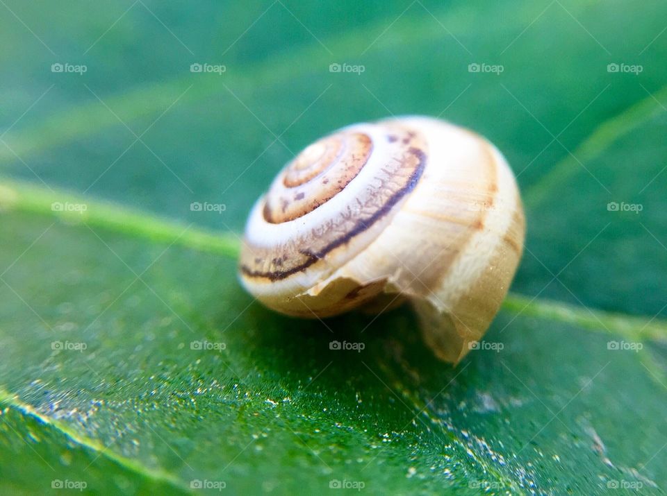 snail