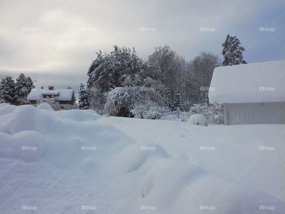 Snow, Winter, Cold, Ice, Frost