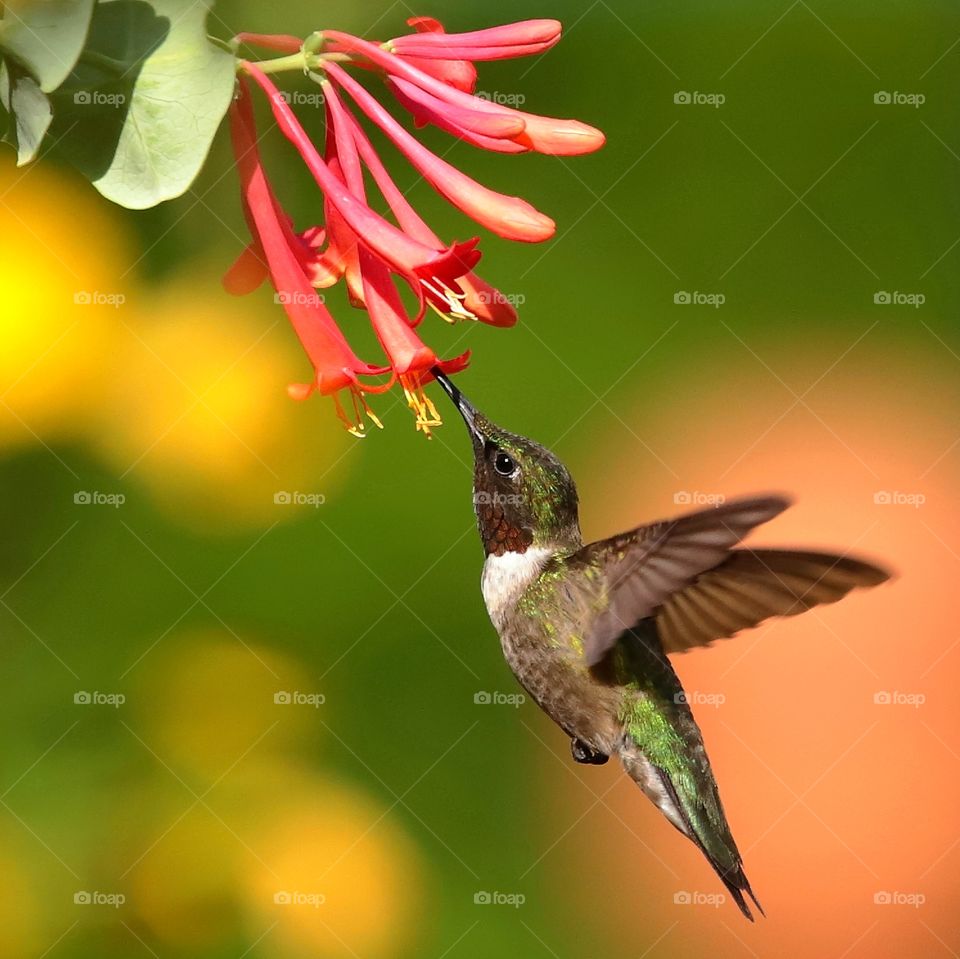 ruby-throated hummingbird