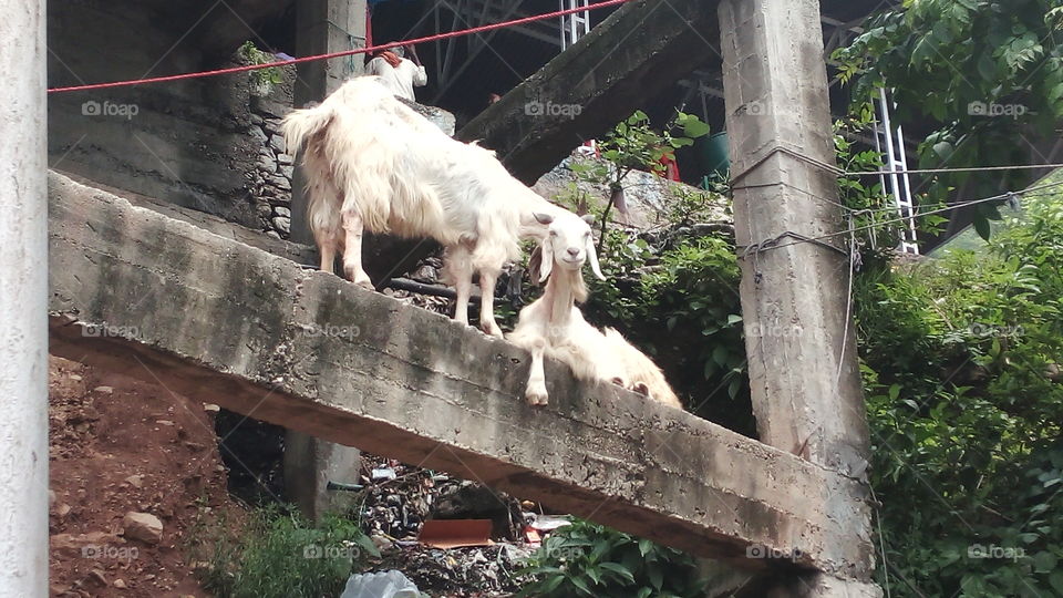 Hilly Goats. I captured this photo during visit to Mata Vaishno Devi Mandir in Jammu.