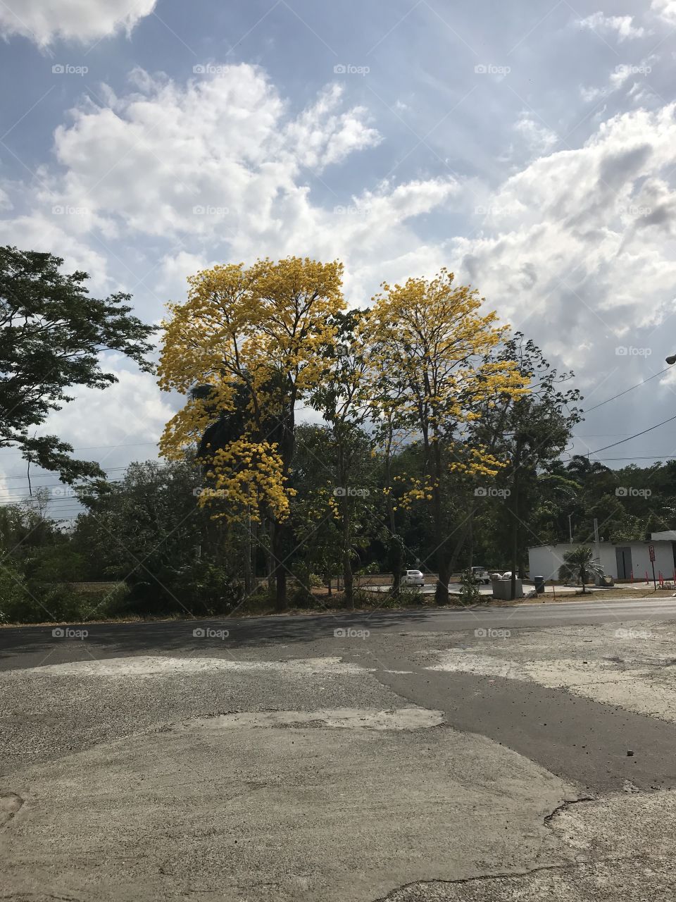 Guayacan amarillo 