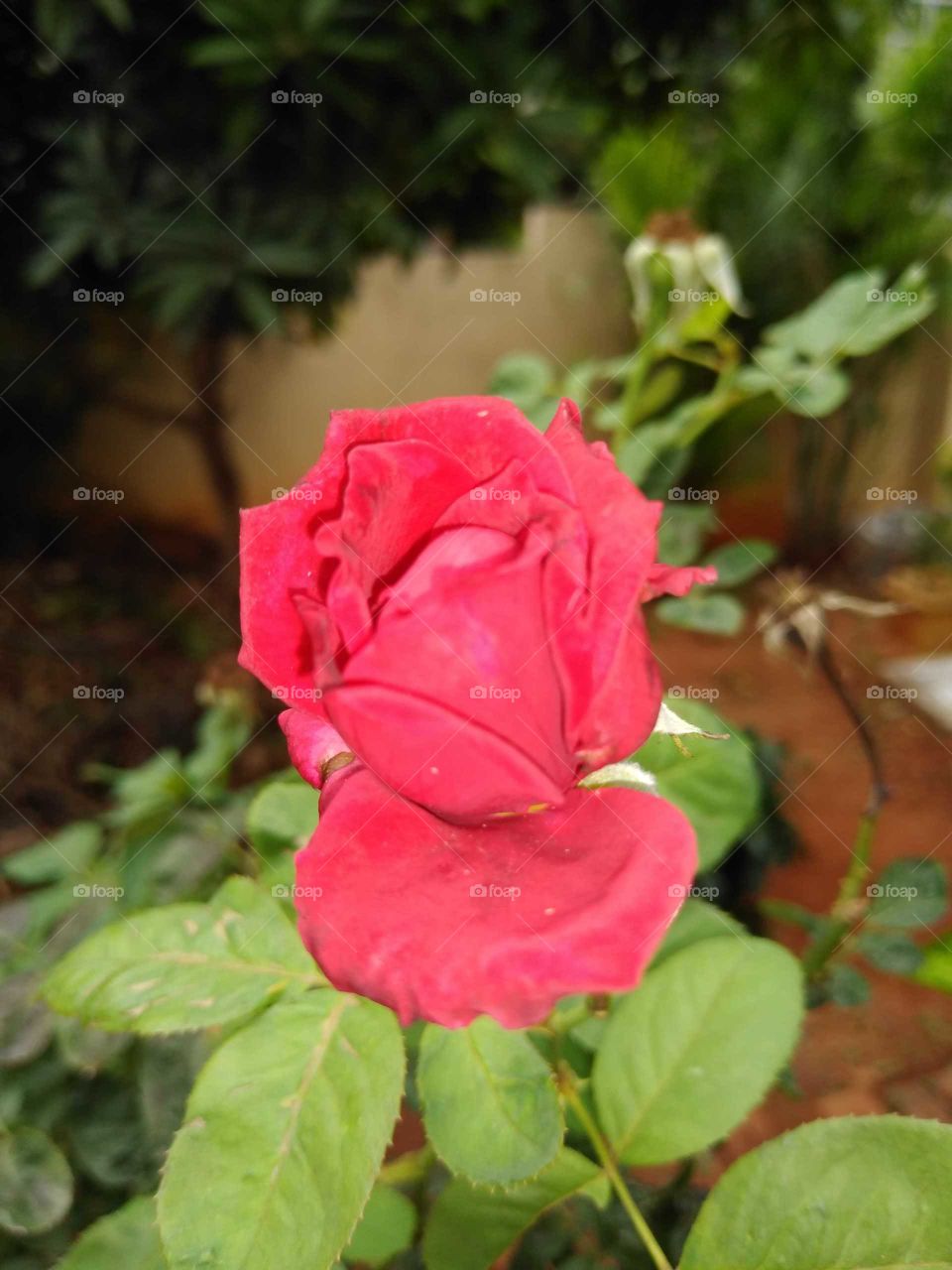 a red rose flower in my garden