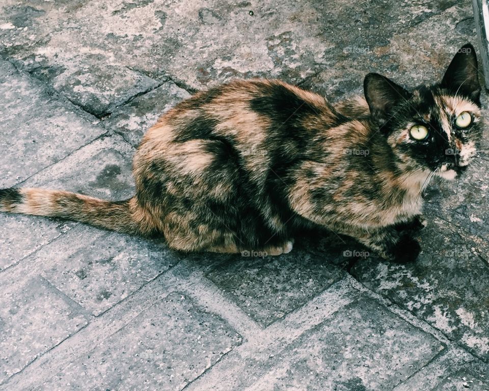 High angle view of domestic cat