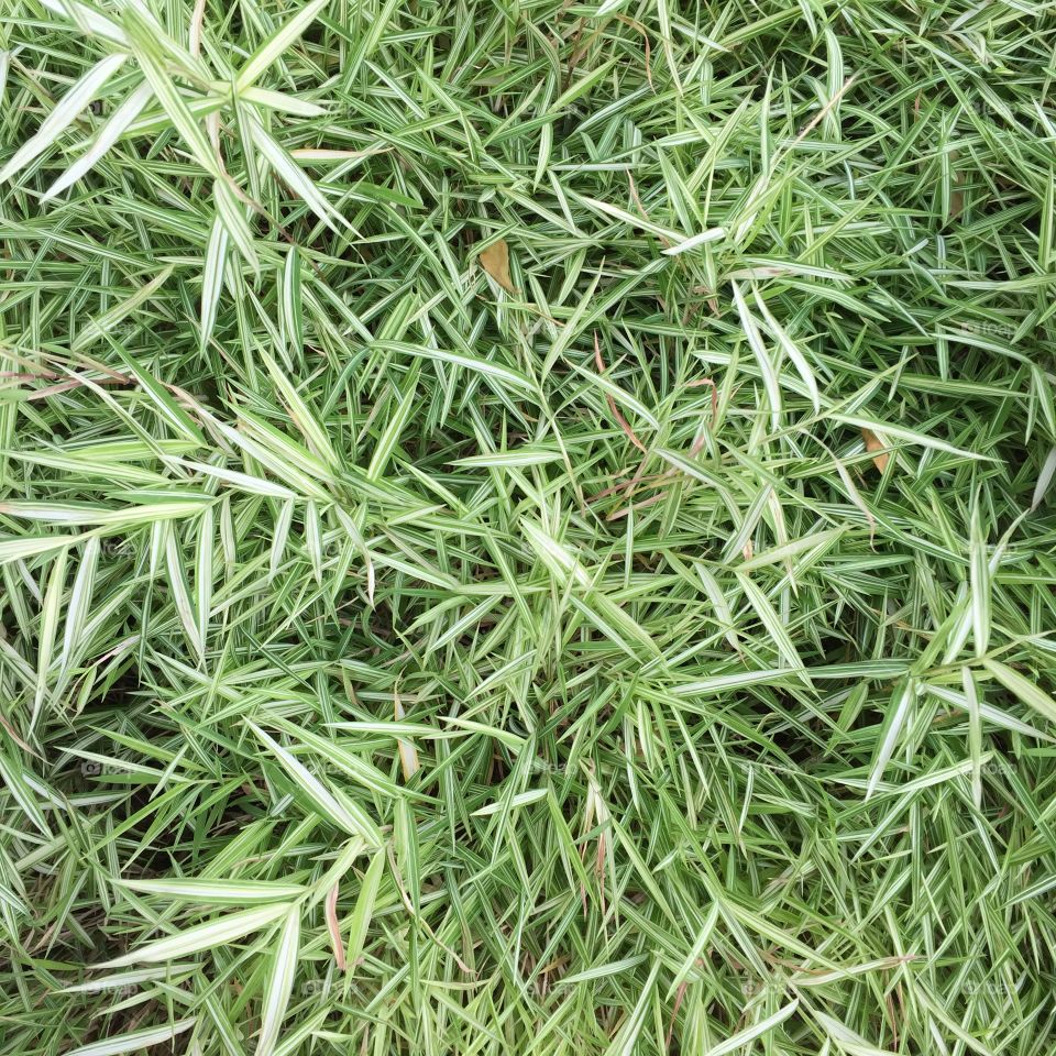 Full frame view of green grass