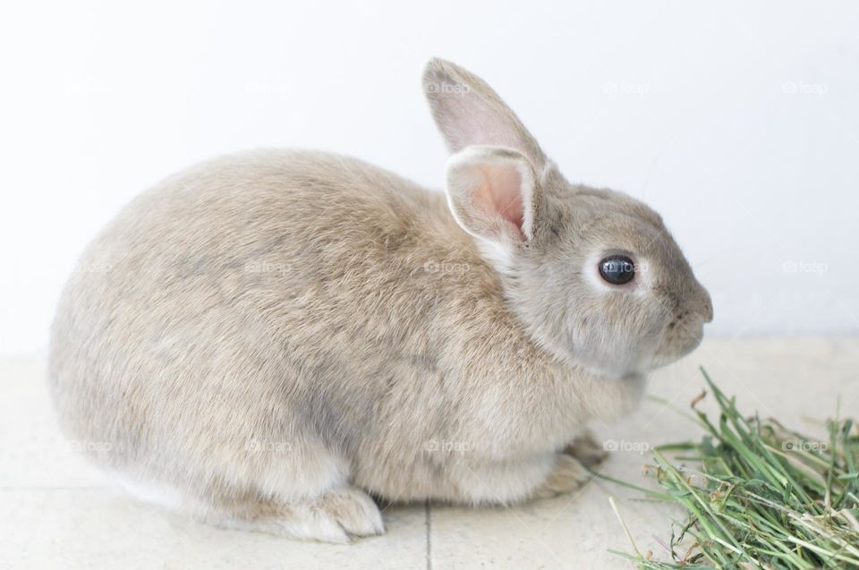 beige domestic rabbit nibbles green grass easter bunny, symbol of 2023