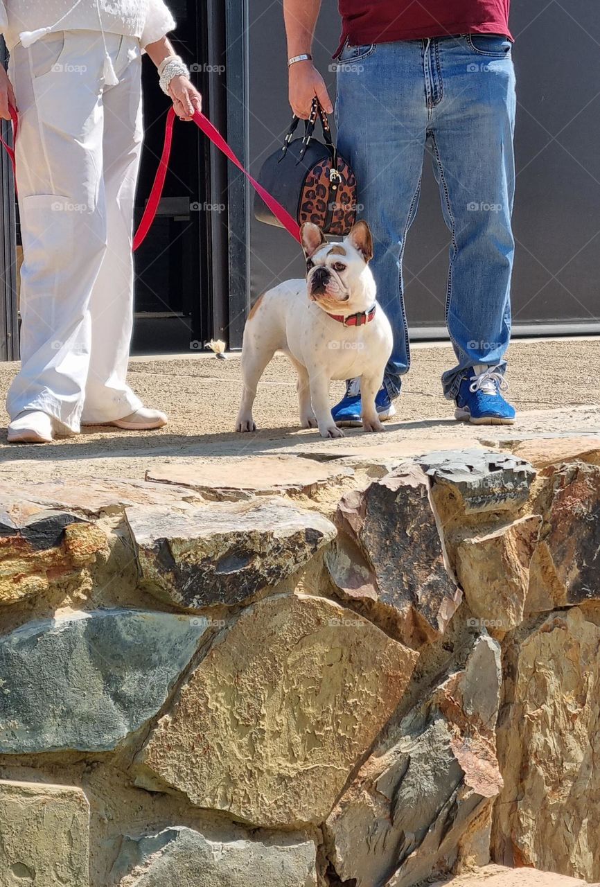 a couple walking their bulldog.