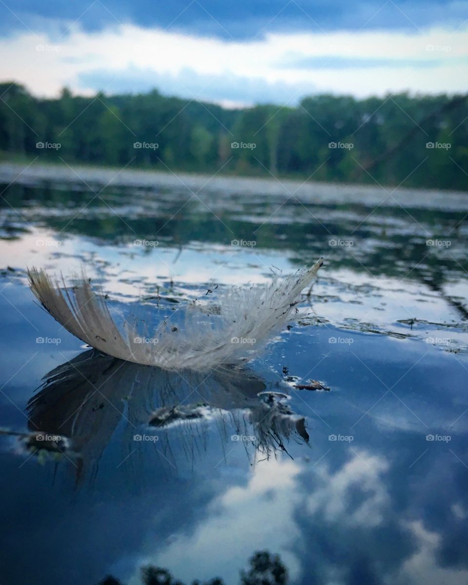 Goose feather on water