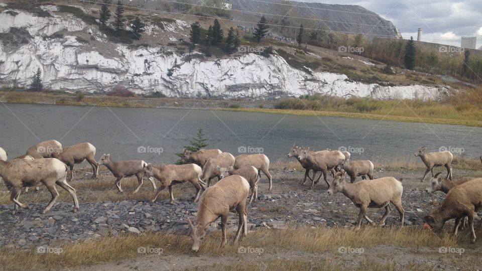 Big Horn Sheep in Alberta
