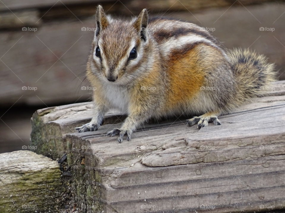 Cheeky Chipmunk. chipmunk at St.Elmo ghost town, Colorado