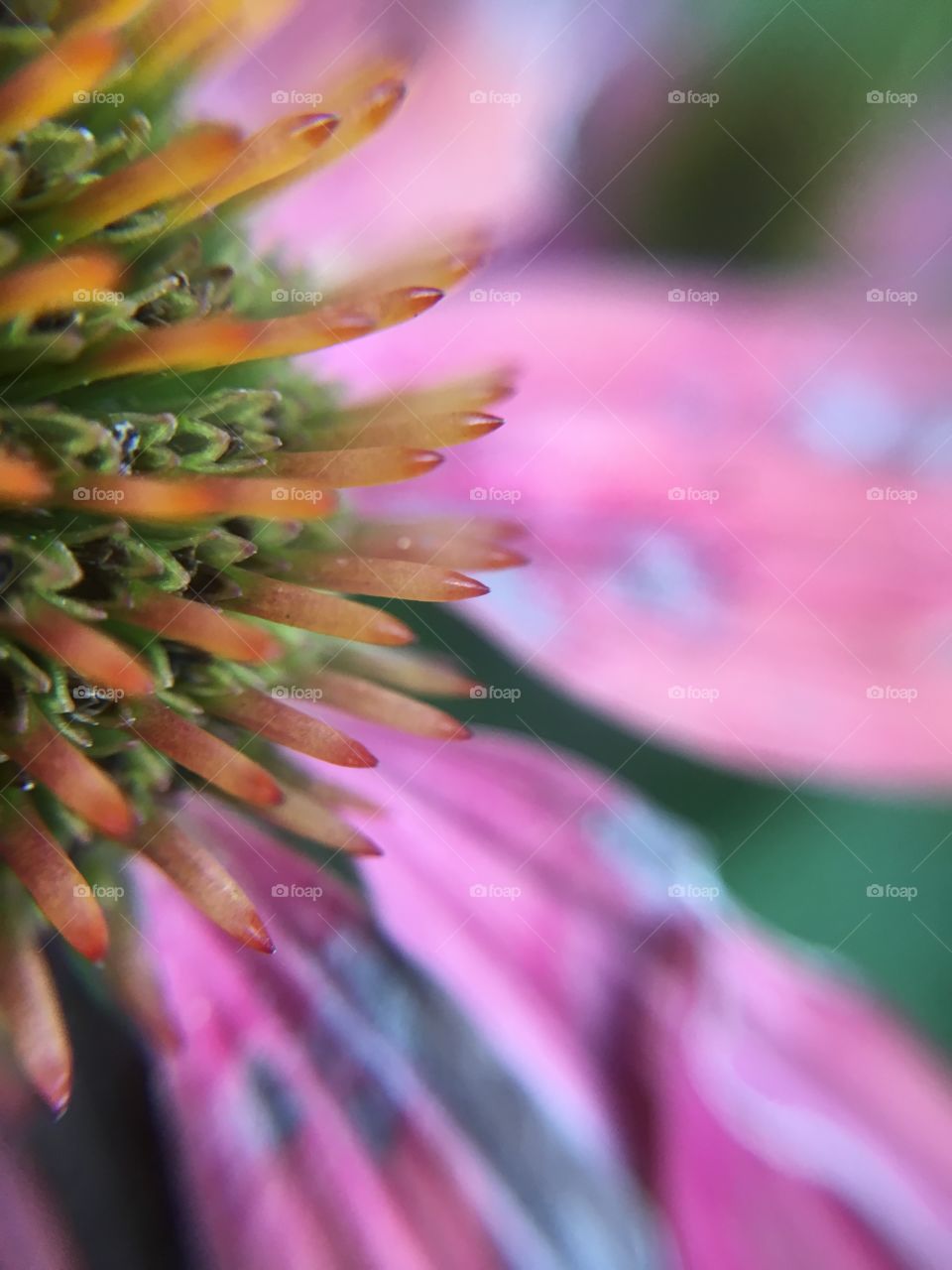 Macro coneflower shot