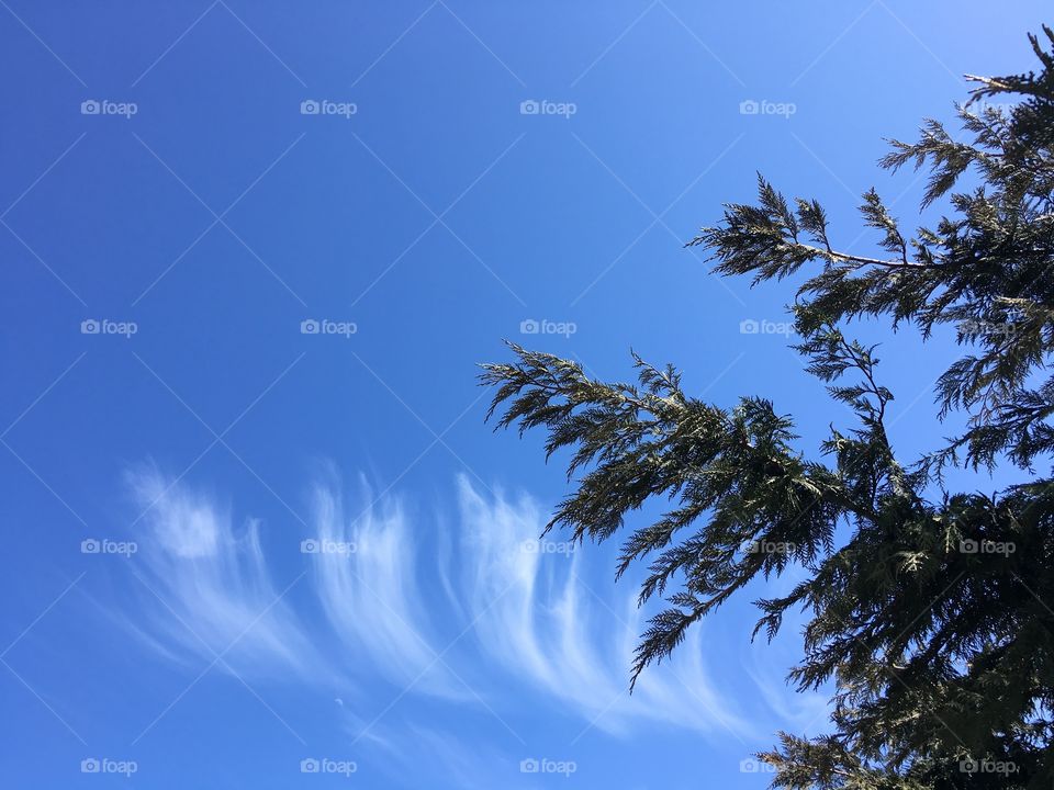Wispy clouds by the pine tree