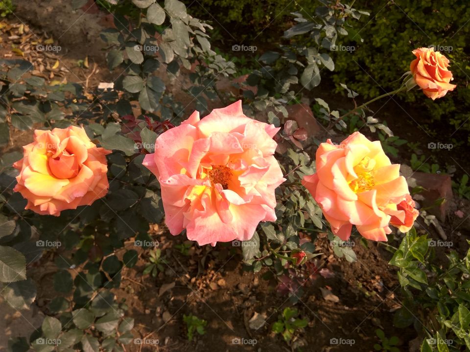 Three rose showing standard moment