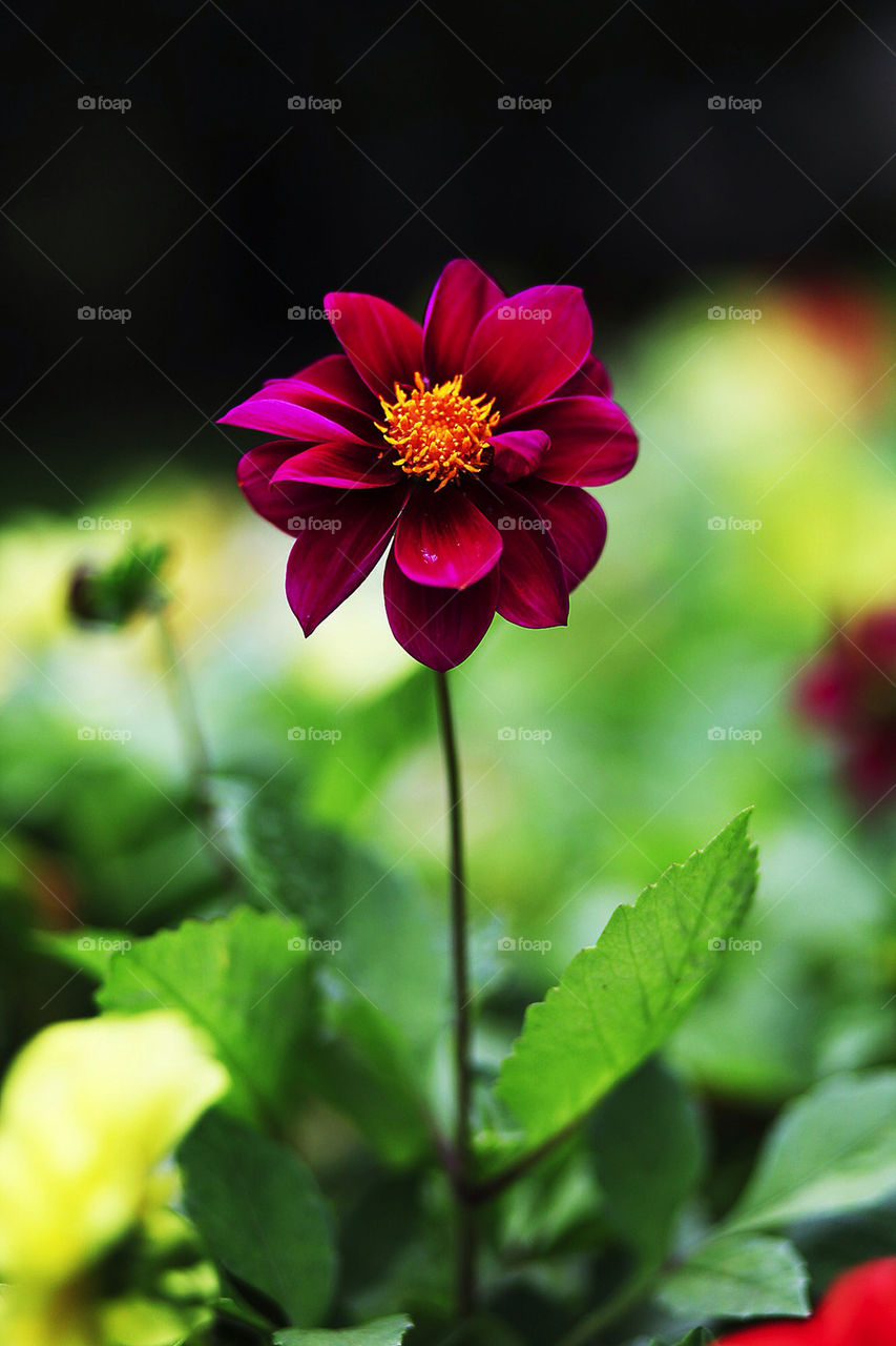 garden flower macro red by robert_villena