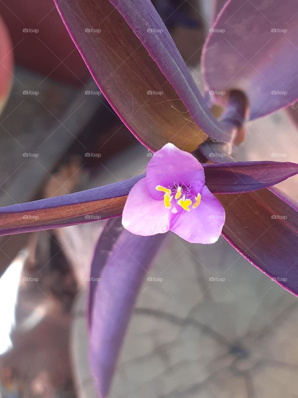 flor lila de la planta morada