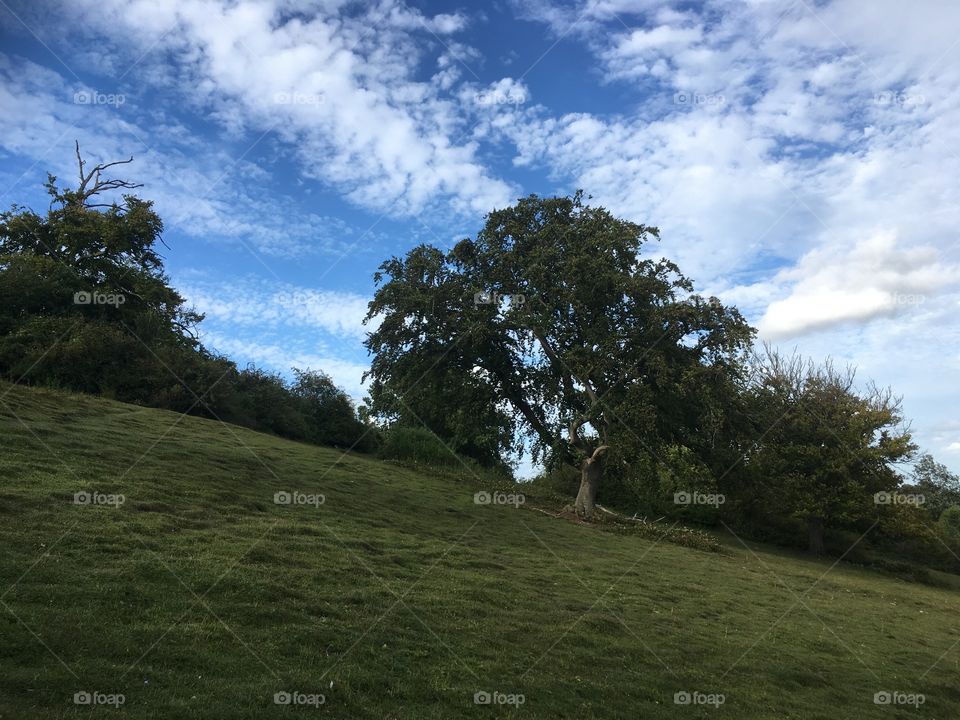 A perfect tree for sitting under during a countryside side walk. 