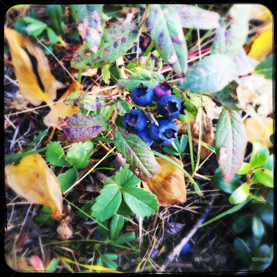Wild blueberries 