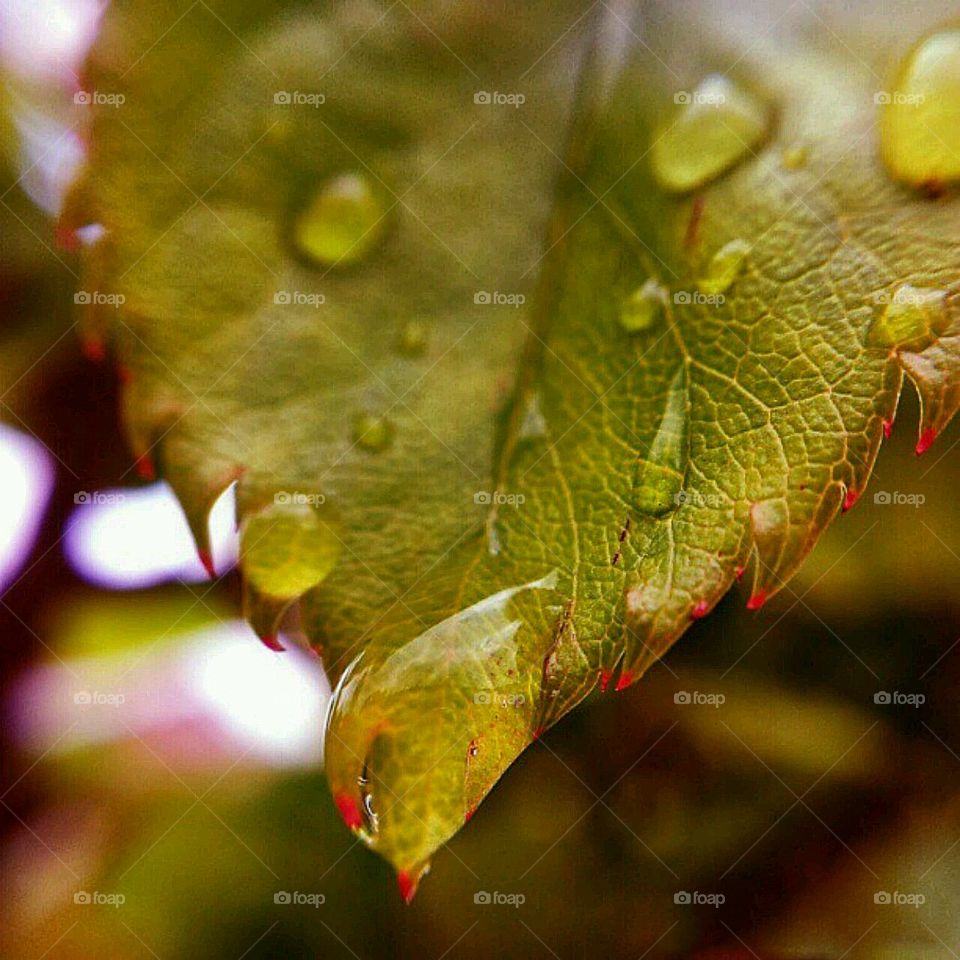  Green leaf 🍀. Close shoot to the leaf with raining day