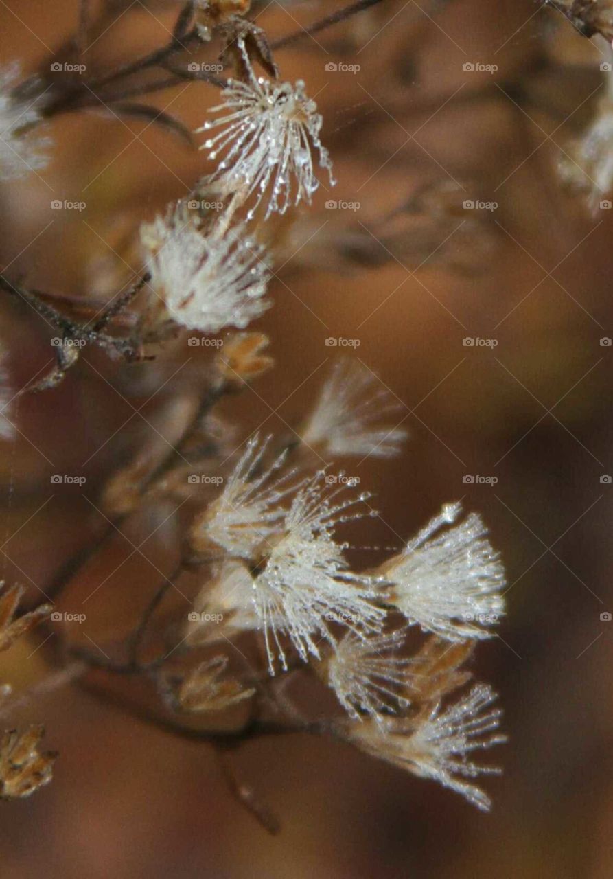 seeds, like paint brushes, ready to be released.