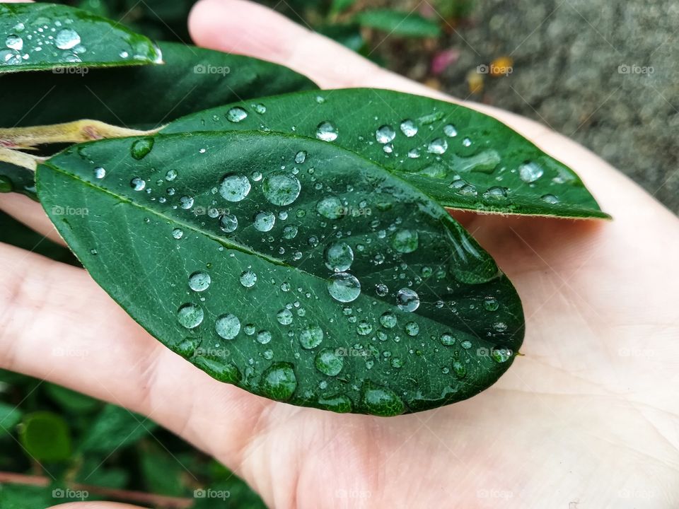 Dew drops on the leaf