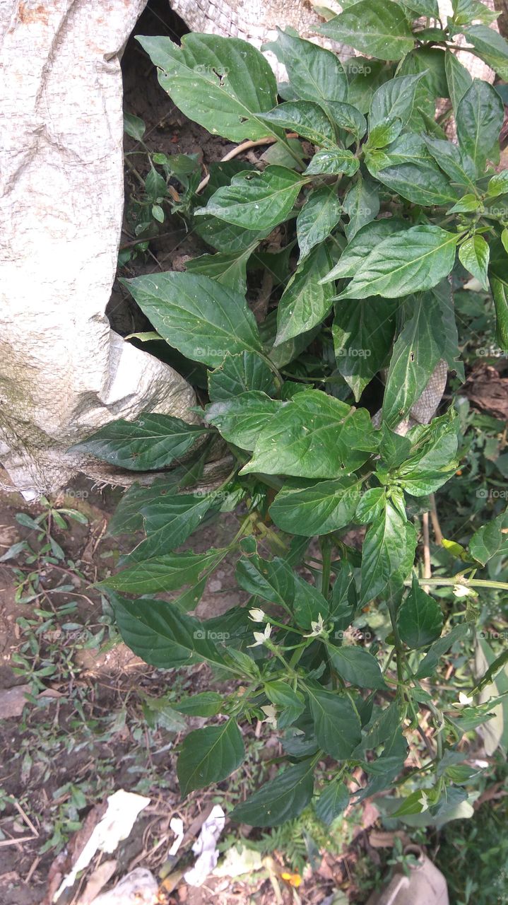 hot chilli named as U MOROK