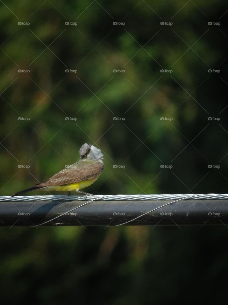 Western Kingbird Perched on a Telephone Wire