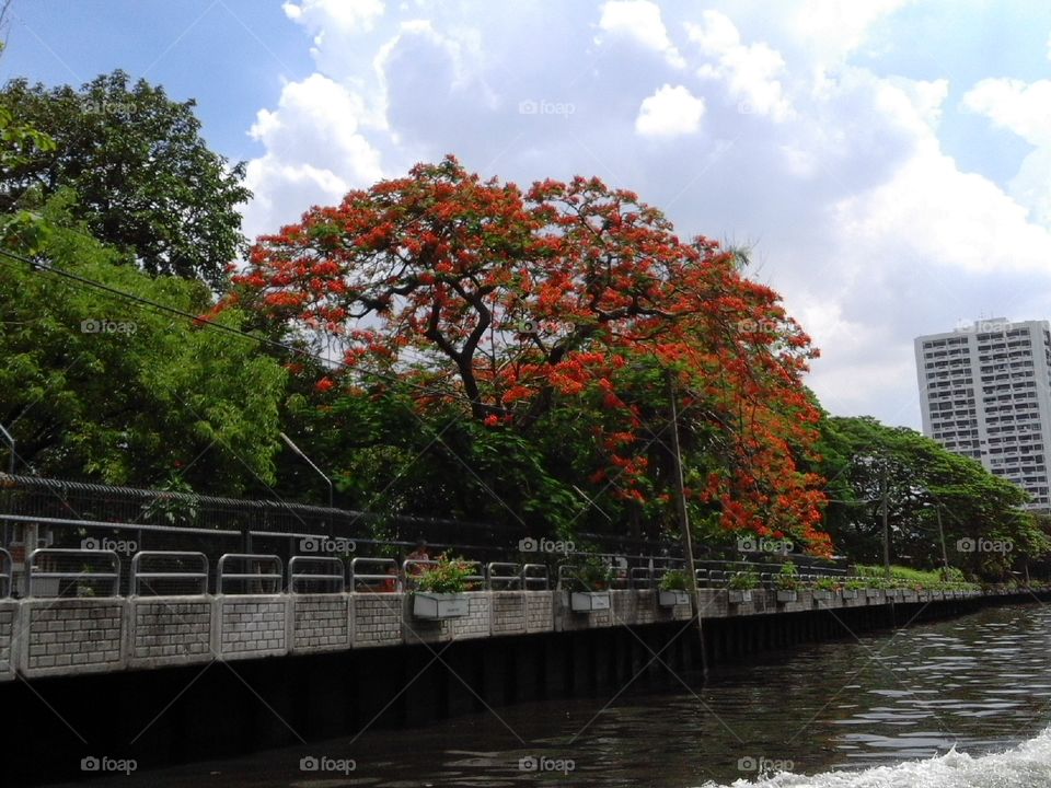 Trees along canal