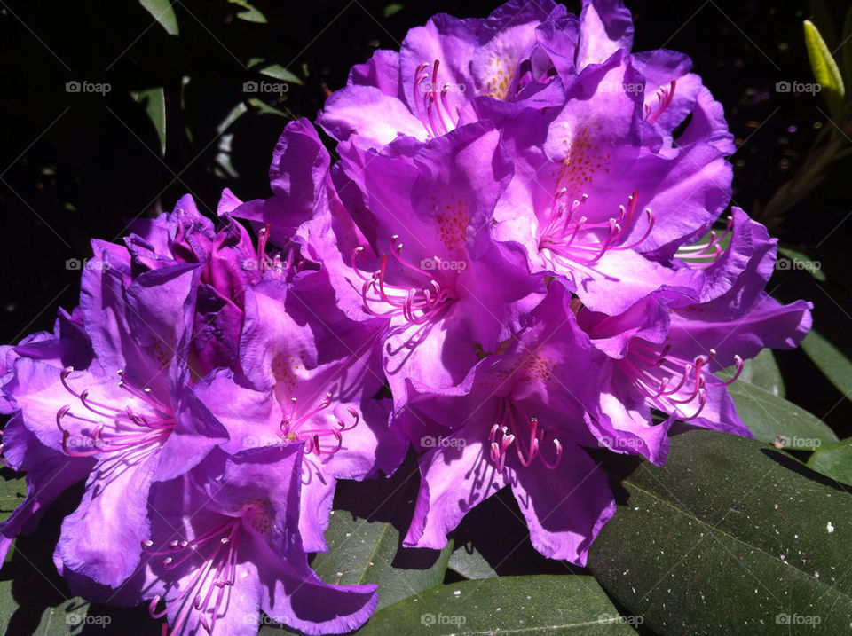 garden botany nature flower by bj