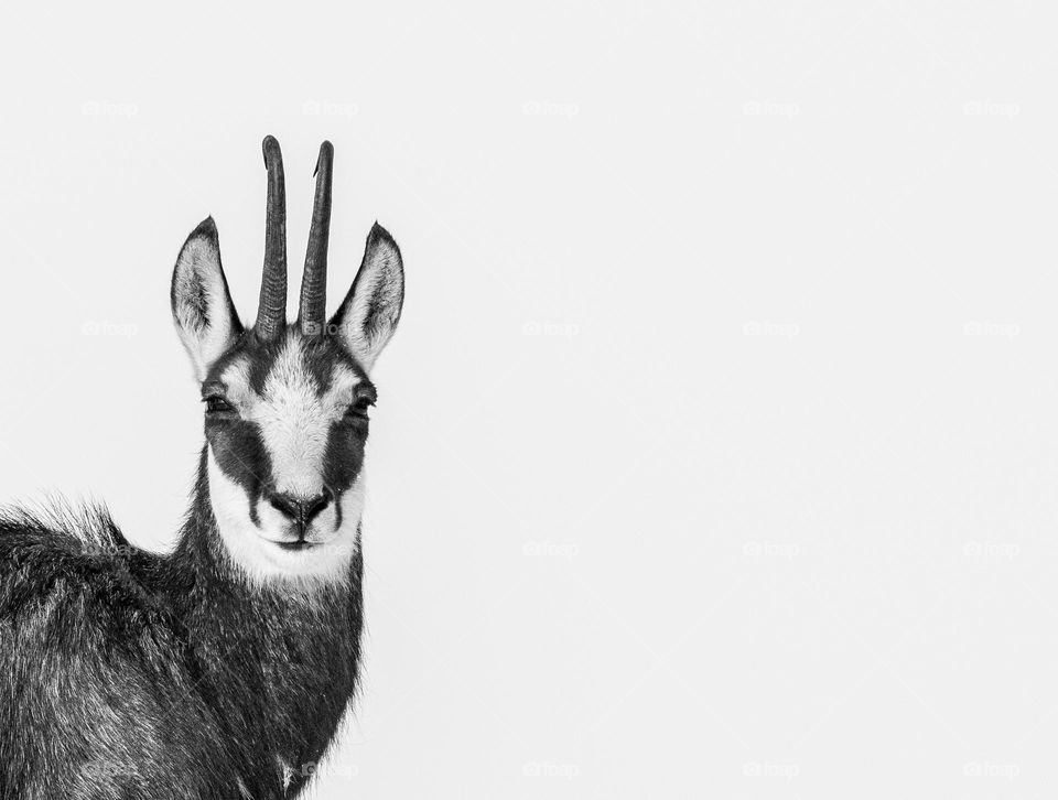 Ibex black and white