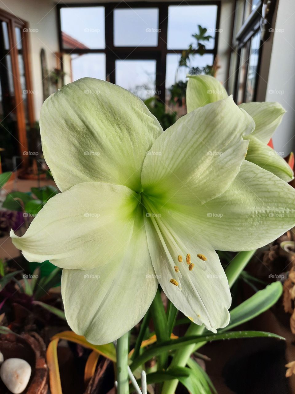 winter blooming - white green  flower of amaryllis