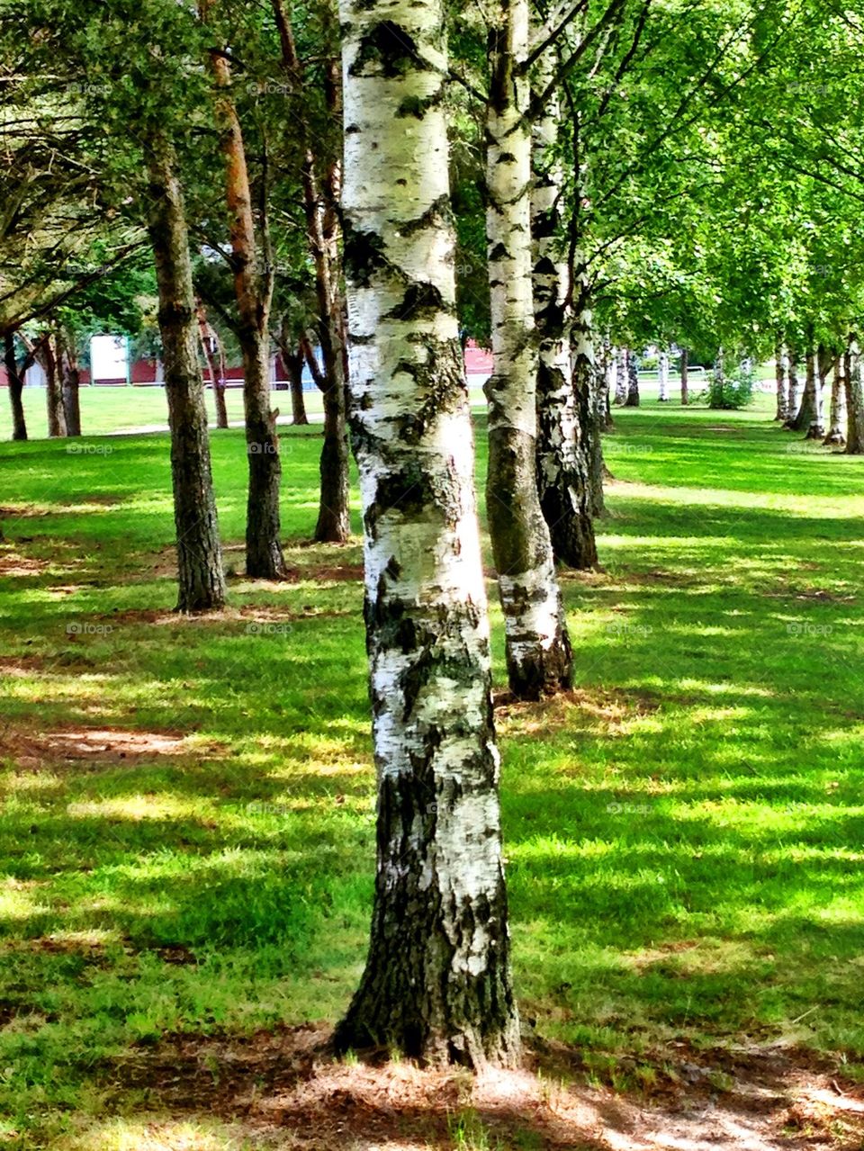 The Beautiful Birch Tree