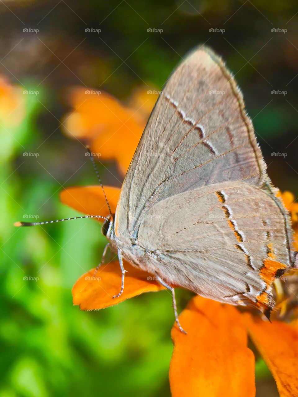 Close-up of butterfly