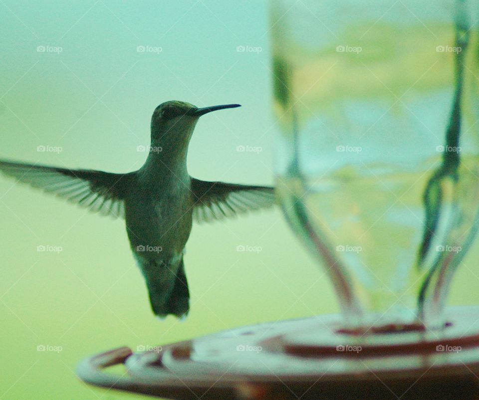 backlit hummingbird