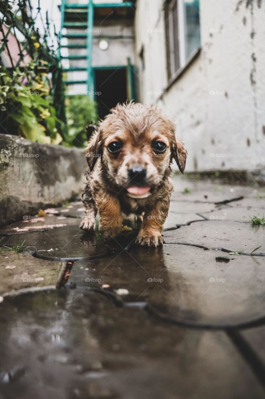 rain puppy animals dog