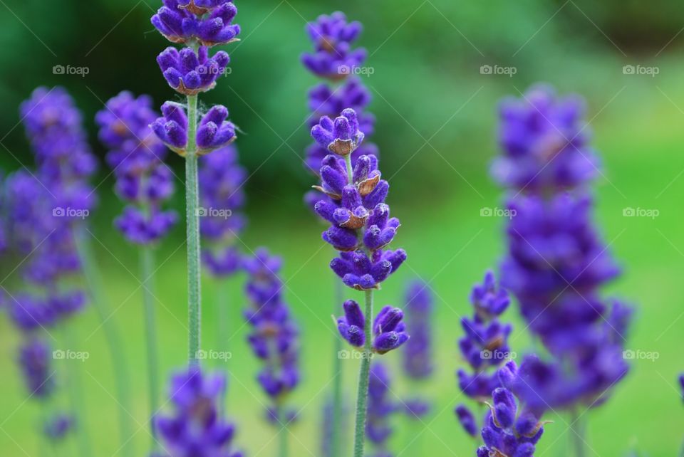 Lavender