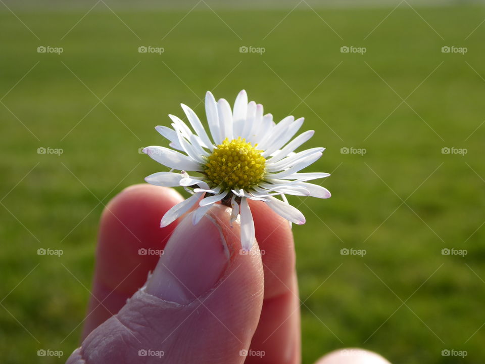 Daisy - Springtime 