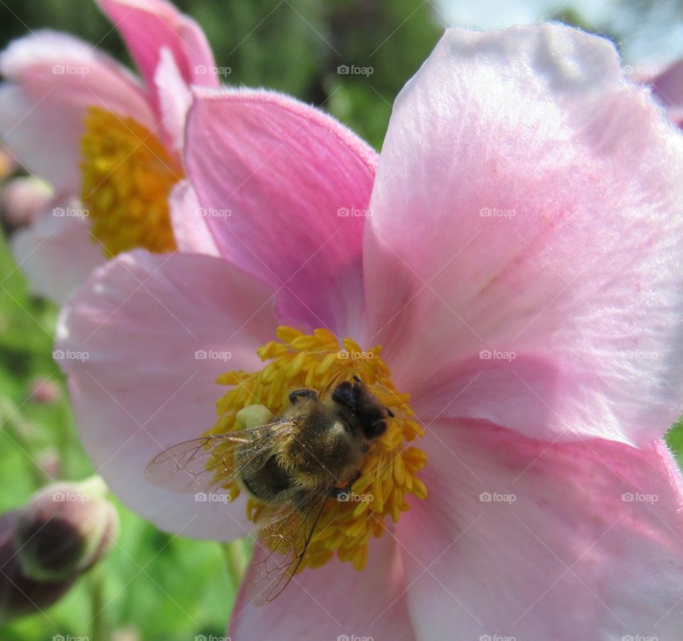 A bee collecting nectar from a Japanese anemone🐝🌸