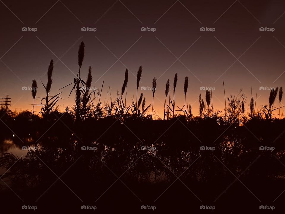 Cat Tails are now at attention the Twilight is in Full swing. Night will soon complete the day. 