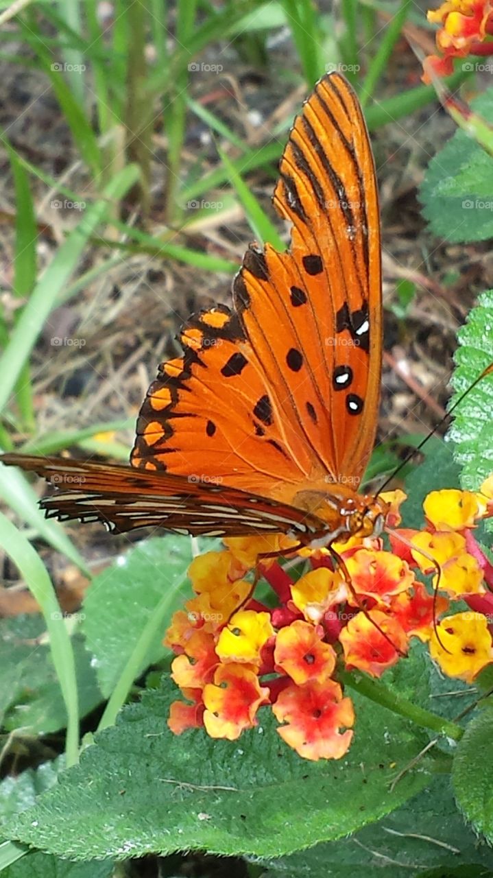 Gulf Fritillary Butterfly on a Penta