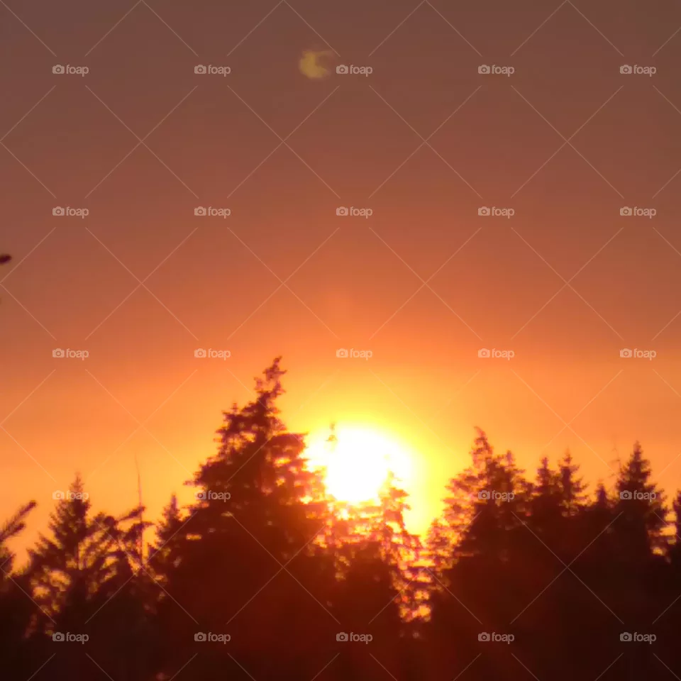 The sun slowly slipping below the treeline leaving a trail of orange and yellow as it sets.