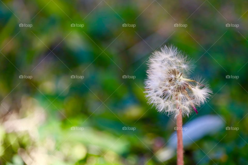 Delicate, wispy, perfect imperfection in this dreamy image of a seeding dandelion, the wind having blown off some of the seeds