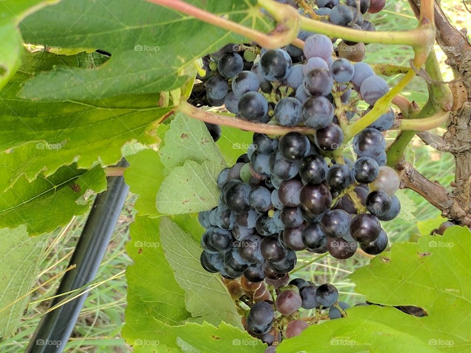 beautiful black Spanish grapes