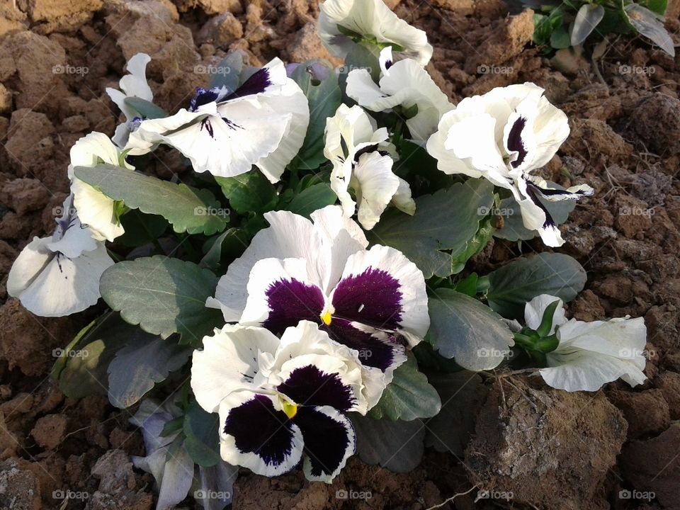 closeup white vilot flowers