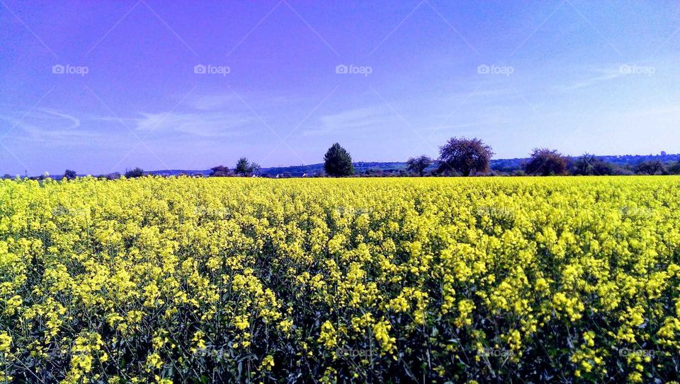 Rapeseed fields,Germany