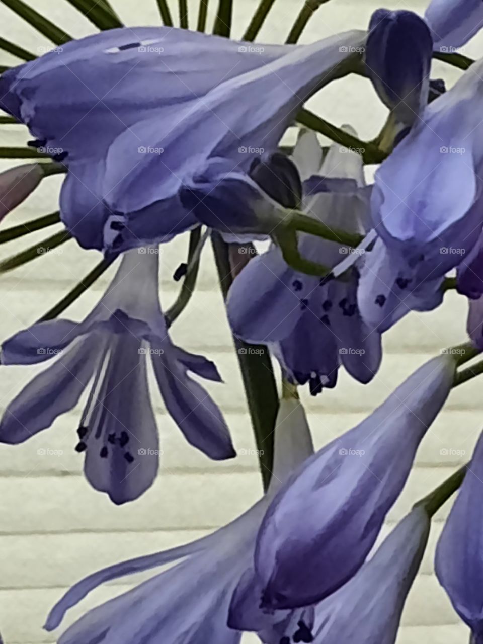 blue flowers of blooming agapanthus against ivory background