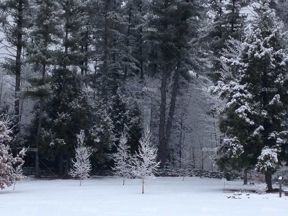 Frozen tree during winter