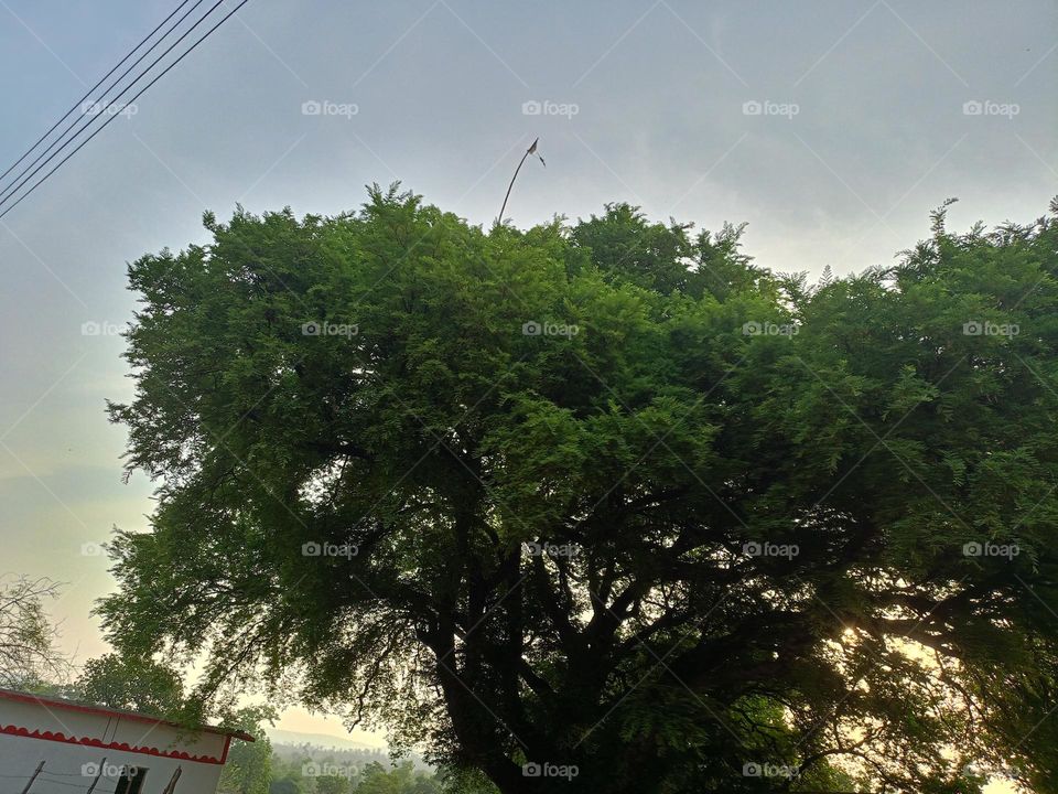tamarind tree a beautifull nature tree
beautifull nature camera image
👍superb tree